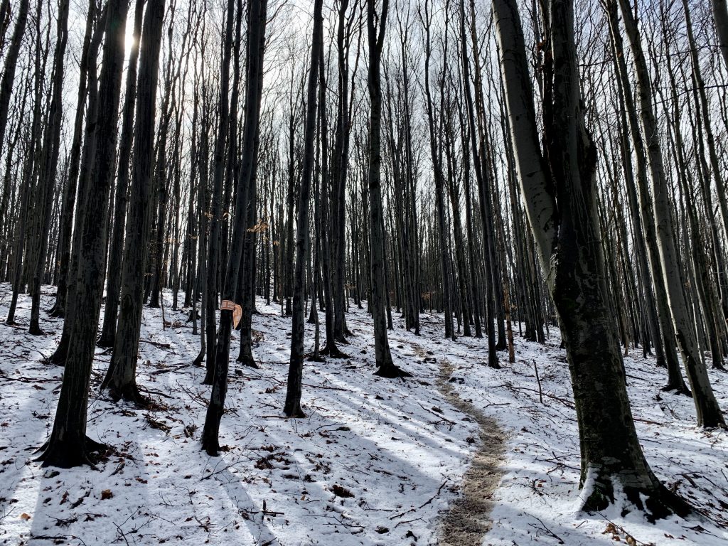 Snow on the trail