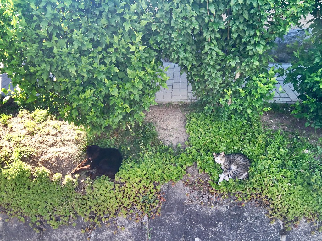 Afternoon nap