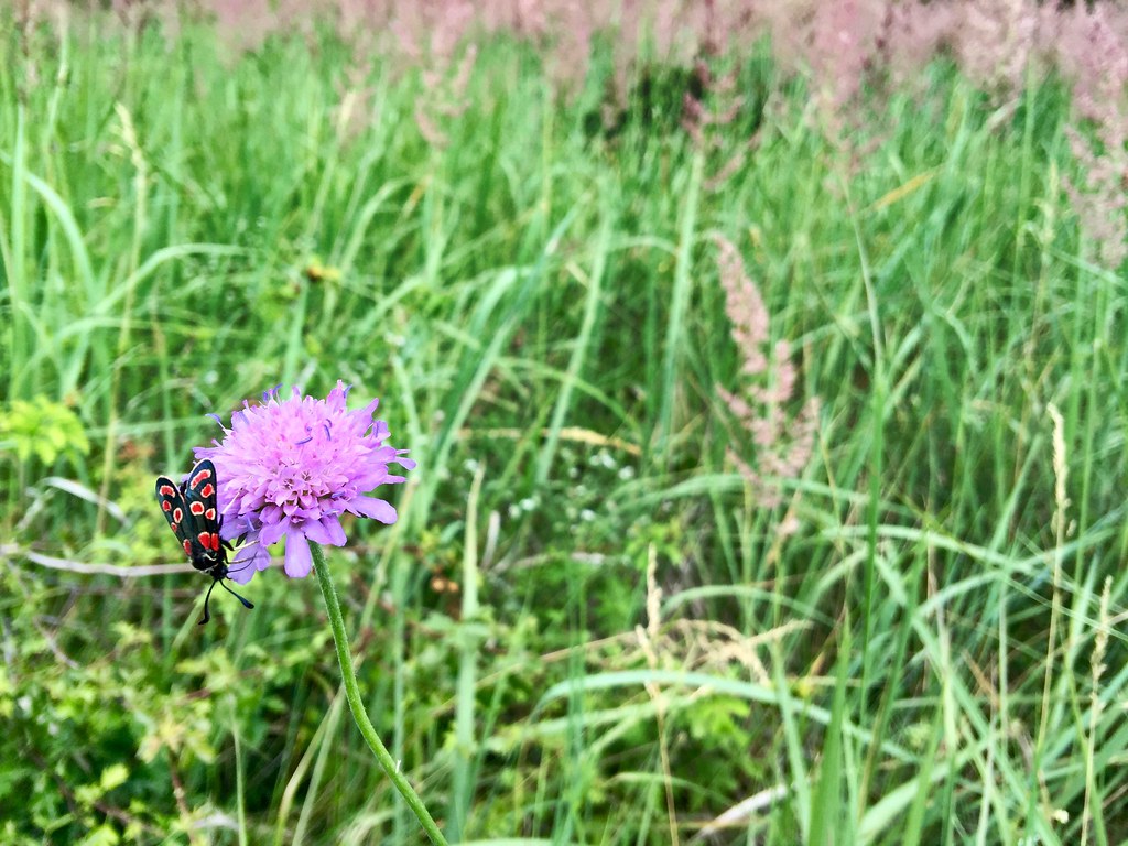 Throngs of butterflies and insects in the field