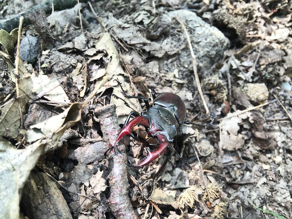 Stag beetle