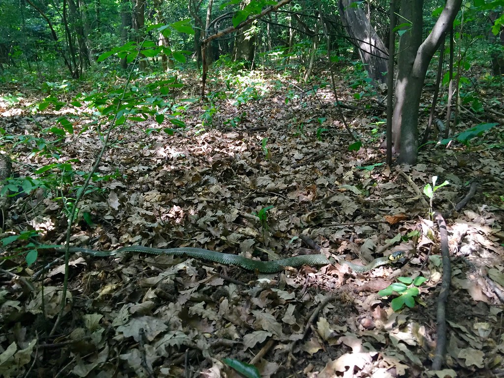 🐍