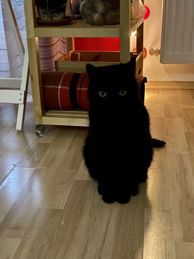 Cat Mokka looking at the camera