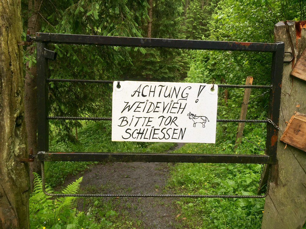 Attention, grazing cows 🐄