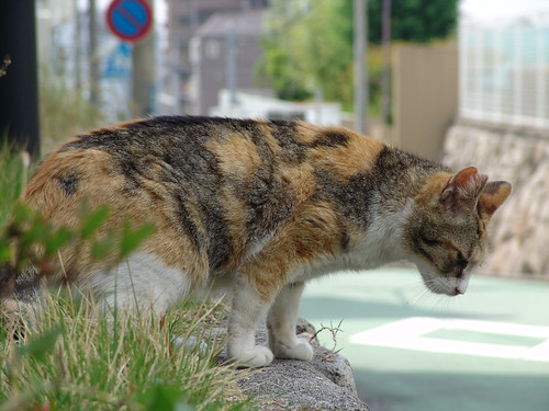 My new stray cat