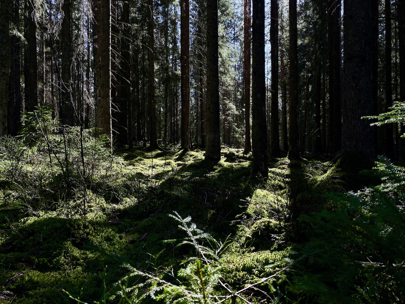 Skutberget sűrű sötét erdeje