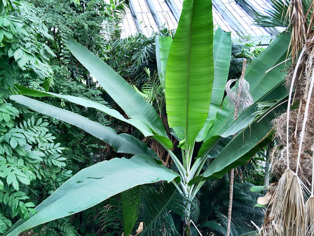 Botanisk Have