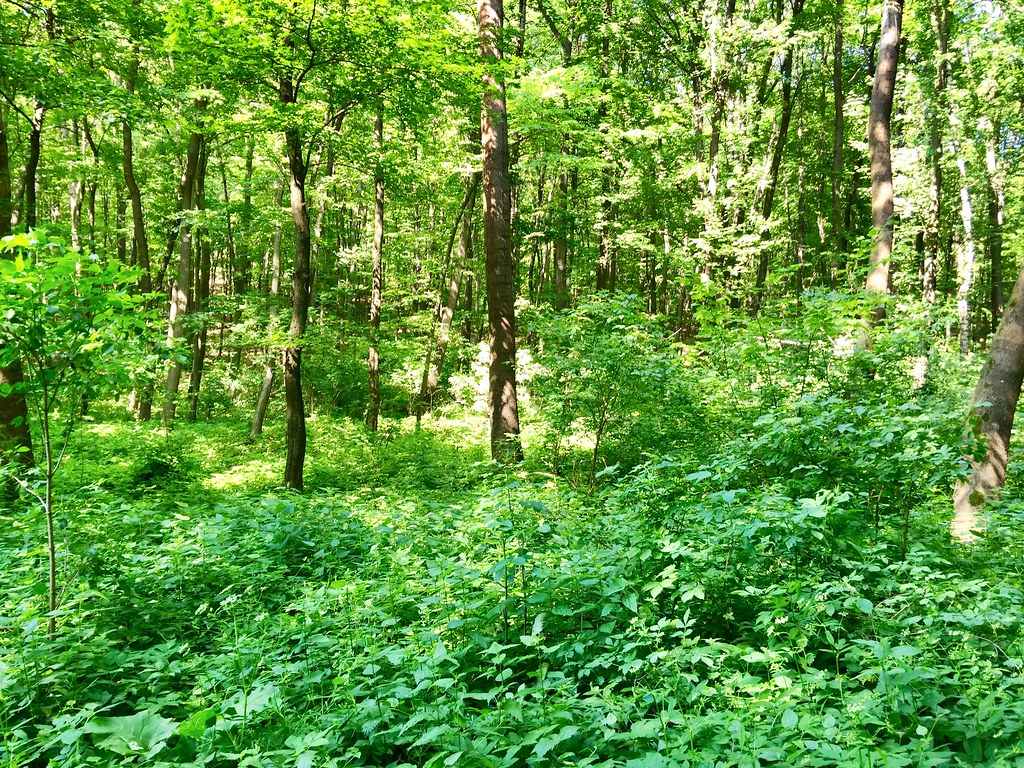 🌳