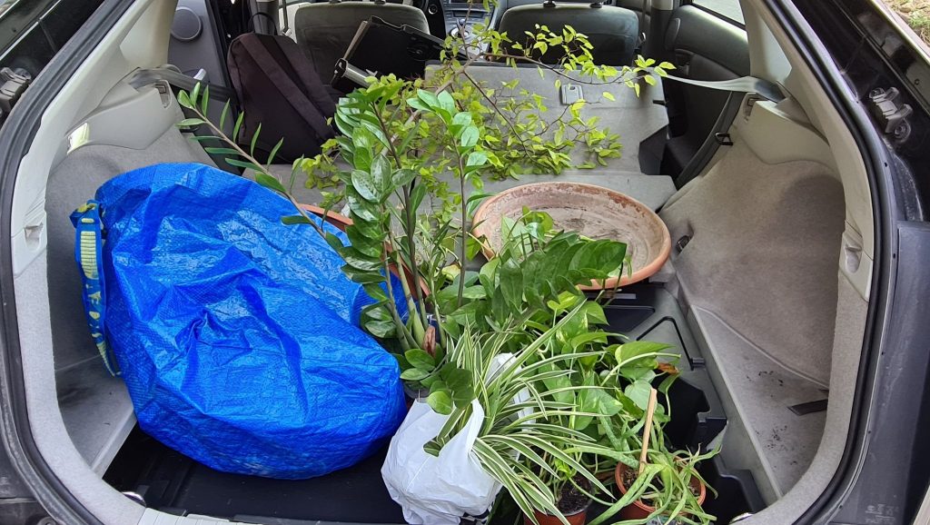 Prius car with plants