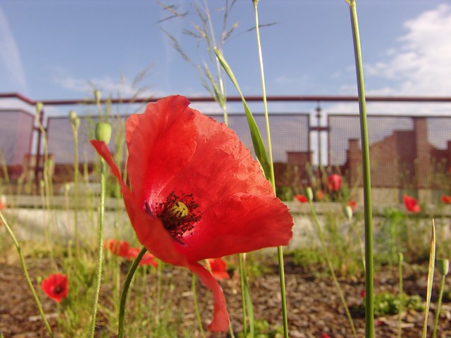 Poppy on the roof