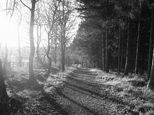 Sherwood Forest