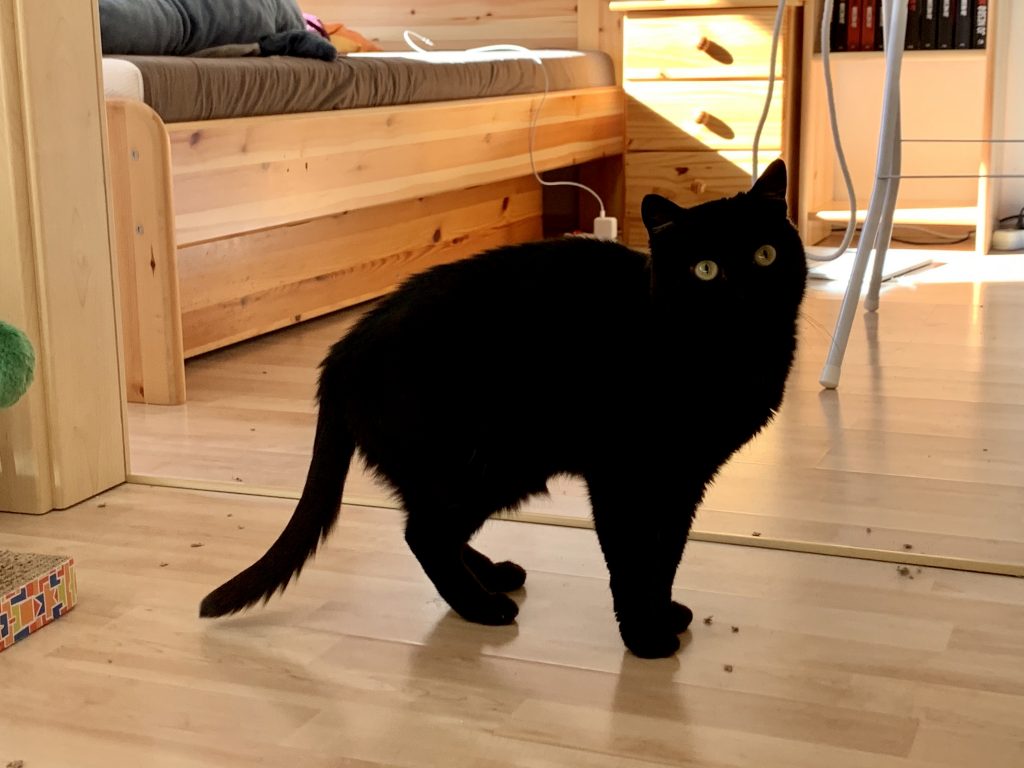 Photo of cat Mokka