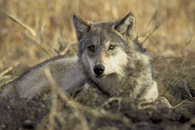 Endangered, threated gray wolf \(Endangered gray wolf \(Canis lupus\)