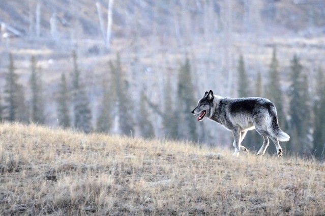 Wolf