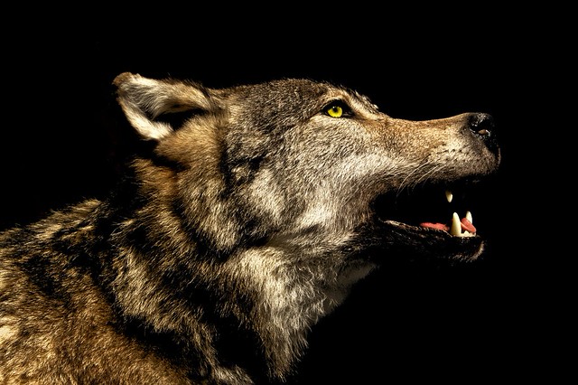 Wolf 